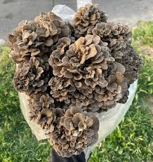 Attēlu rezultāti vaicājumam “Grifola frondosa”