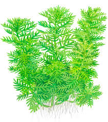 Attēlu rezultāti vaicājumam “Hottonia palustris leaf”