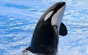 Image result for Orcinus orca
