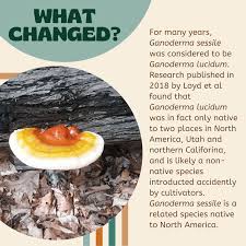 Attēlu rezultāti vaicājumam “Enteridium liceoides sessile”