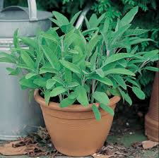 Image result for Salvie