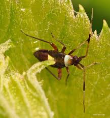 Attēlu rezultāti vaicājumam “Closterotomus biclavatus nymph”