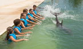 Image result for Loftus Dolphins Swimming Club