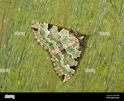 Attēlu rezultāti vaicājumam “Colostygia pectinataria female”