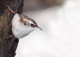 Attēlu rezultāti vaicājumam “Certhia familiaris”
