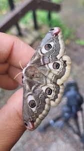 Attēlu rezultāti vaicājumam “Saturnia pavonia eggs”