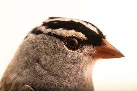 Image result for Zonotrichia leucophrys