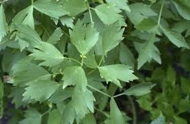 Image result for Liebstöckel