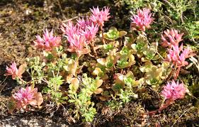 Attēlu rezultāti vaicājumam “Sedum pallidum bud”