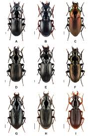Attēlu rezultāti vaicājumam “Pterostichus aethiops”