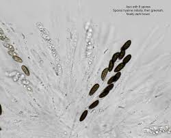 Attēlu rezultāti vaicājumam “Hypoxylon fuscum”