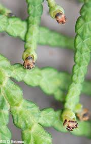 Attēlu rezultāti vaicājumam “Thuja occidentalis flower”