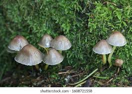 Attēlu rezultāti vaicājumam “Mycena viscosa”