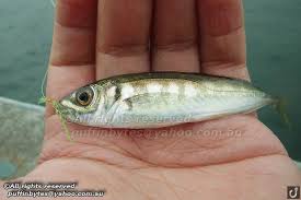 Image result for Trachurus mediterraneus