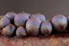 Attēlu rezultāti vaicājumam “Lamproderma pseudomaculatum macro”