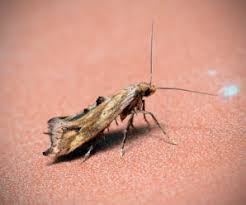 Attēlu rezultāti vaicājumam “Epermenia falciformis”