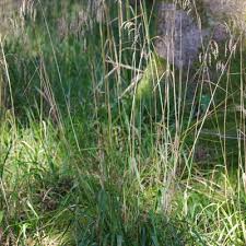 Attēlu rezultāti vaicājumam “Festuca altissima leaf”