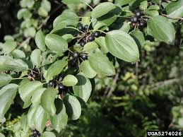 Attēlu rezultāti vaicājumam “Rhamnus cathartica fruit”
