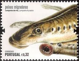 Image result for Lampetra fluviatilis