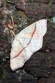 Attēlu rezultāti vaicājumam “Cyclophora punctaria”