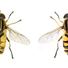 Attēlu rezultāti vaicājumam “Helophilus hybridus male”