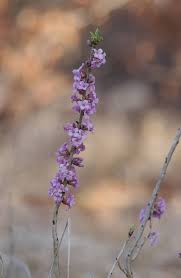 Attēlu rezultāti vaicājumam “Daphne mezereum flower”