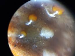 Attēlu rezultāti vaicājumam “Licea testudinacea plasmodium”