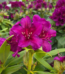 Attēlu rezultāti vaicājumam “rhododendron”