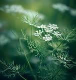 Attēlu rezultāti vaicājumam “Carum carvi flower”