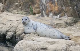 Image result for Phoca vitulina