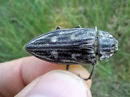 Attēlu rezultāti vaicājumam “Chalcophora mariana”