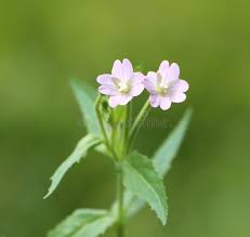 Attēlu rezultāti vaicājumam “Epilobium montanum flower”