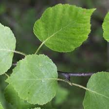 Attēlu rezultāti vaicājumam “Betula papyrifera leaf”