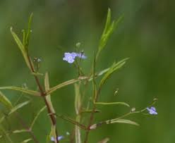 Attēlu rezultāti vaicājumam “Veronica scutellata flower”