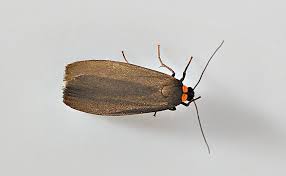 Attēlu rezultāti vaicājumam “Atolmis rubricollis”