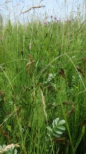 Attēlu rezultāti vaicājumam “Blysmus compressus flower”