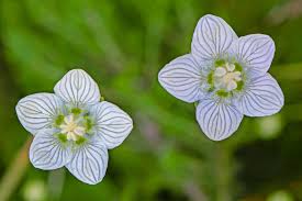 Attēlu rezultāti vaicājumam “Parnassiaceae”