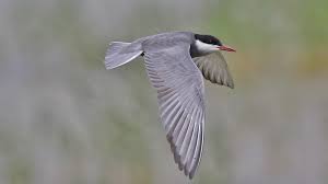 Attēlu rezultāti vaicājumam “Chlidonias hybrida adult”
