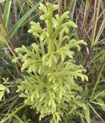 Attēlu rezultāti vaicājumam “Lycogala maculatum sessile”