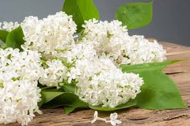 Attēlu rezultāti vaicājumam “Syringa vulgaris flower”