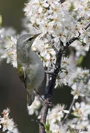 Image result for Vermivora peregrina