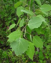 Attēlu rezultāti vaicājumam “Populus x berolinensis leaf”