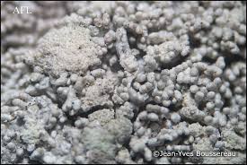 Attēlu rezultāti vaicājumam “Pertusaria coccodes”