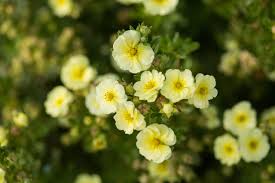 Attēlu rezultāti vaicājumam “Potentilla”
