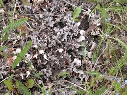 Attēlu rezultāti vaicājumam “Peltigera canina”