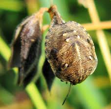 Attēlu rezultāti vaicājumam “Thecabius affinis imago”