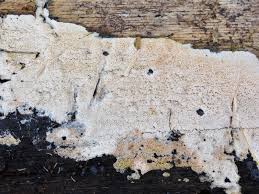 Attēlu rezultāti vaicājumam “Ceriporia viridans”