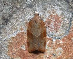 Attēlu rezultāti vaicājumam “Pandemis cinnamomeana”