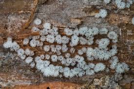 Attēlu rezultāti vaicājumam “Ceratiomyxaceae”