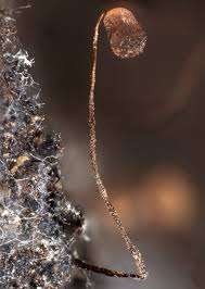 Attēlu rezultāti vaicājumam “Cribraria languescens”